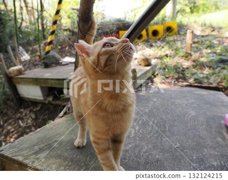 Cute kitten playing with cat toy Cute kitten playing with cat toy 132124215