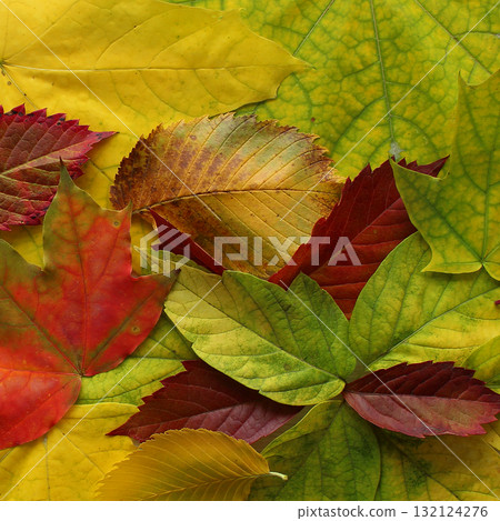 Autumnal backdrop made with bright fallen leaves completely filling a square image Autumnal backdrop made with bright fallen leaves completely filling a square image 132124276