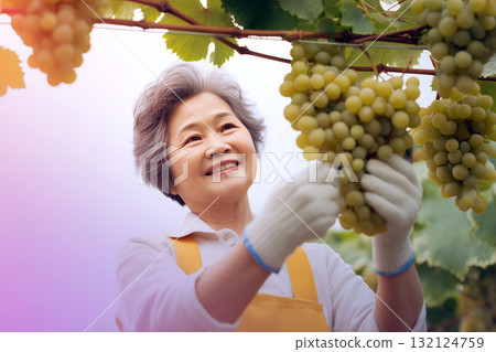 Happy elderly woman harvesting green grapes in vineyard, smiling and wearing gloves under soft colorful light Happy elderly woman harvesting green grapes in vineyard, smiling and wearing gloves under soft colorful light 132124759
