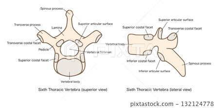 Anatomy of the 6th thoracic vertebra, top and lateral view 132124778