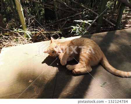 可愛的小貓玩玩具 132124784