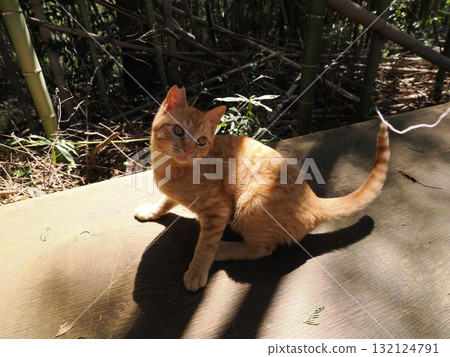 Cute kittens playing with toys 132124791
