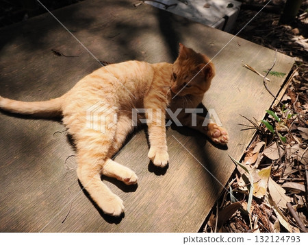 可愛的小貓玩玩具 132124793