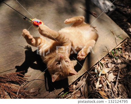 可愛的小貓玩玩具 132124795