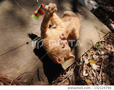 Cute kittens playing with toys 132124798