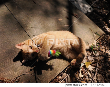 Cute kittens playing with toys 132124800