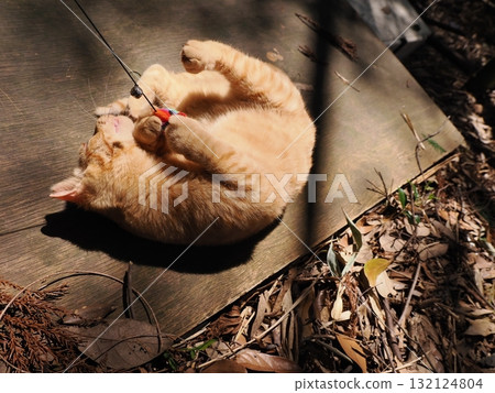 可愛的小貓玩玩具 132124804