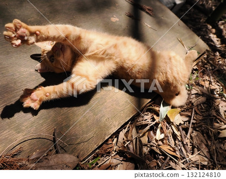 Cute kittens playing with toys 132124810