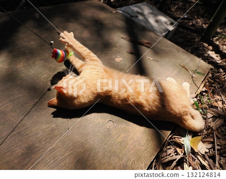 Cute kittens playing with toys 132124814