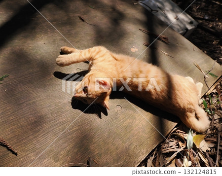 可愛的小貓玩玩具 132124815