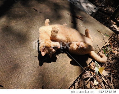 可愛的小貓玩玩具 132124816