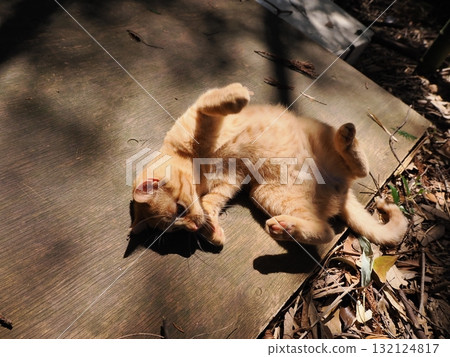 可愛的小貓玩玩具 132124817