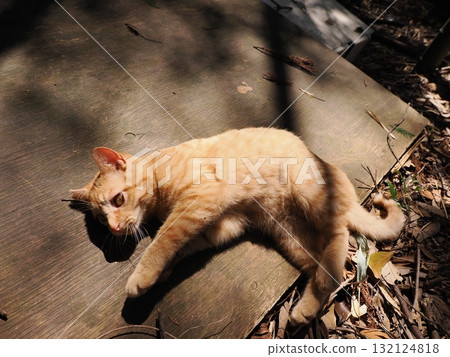 可愛的小貓玩玩具 132124818