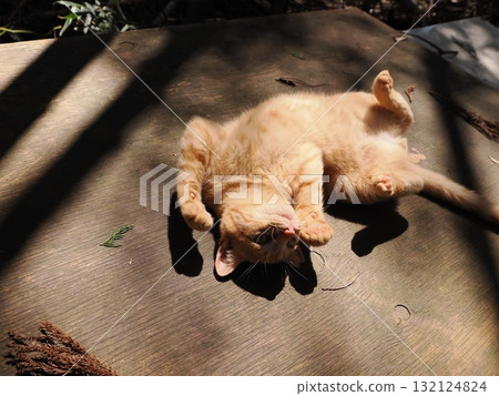 可愛的小貓玩玩具 可愛的小貓玩玩具 132124824