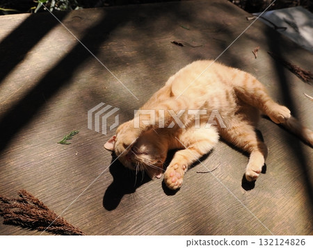 Cute kittens playing with toys 132124826