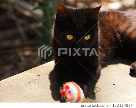 Cute kittens playing with toys 132124854