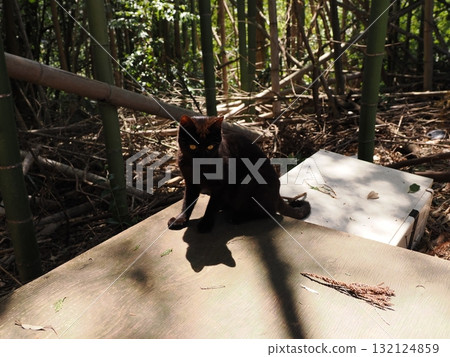 Cute kittens playing with toys Cute kittens playing with toys 132124859