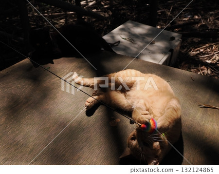 Cute kittens playing with toys 132124865