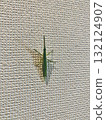 A grasshopper resting on a wall 132124907