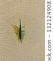 A grasshopper resting on a wall 132124908