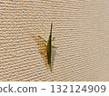 A grasshopper resting on a wall 132124909