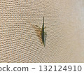 A grasshopper resting on a wall 132124910