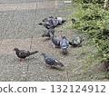 Pigeons gathering beside the pond in the park 132124912