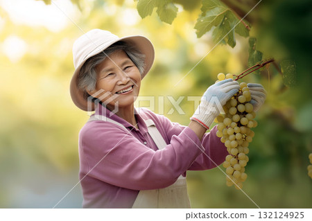 Smiling elderly woman harvesting white grapes in vineyard on sunny day, wearing hat and gloves 132124925