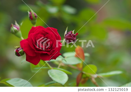 綠色和紅色的玫瑰 綠色和紅色的玫瑰 132125019