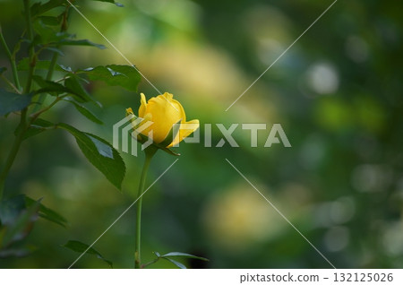 綠色和黃色的玫瑰 132125026