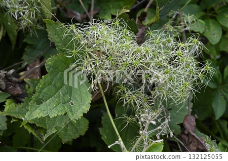 日本木瓜瘦果 132125055