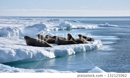 Walruses resting on sea ice near the edge of a frozen coastline. Life in permafrost conditions, climate change problems on the planet. Global warming Walruses resting on sea ice near the edge of a frozen coastline. Life in permafrost conditions, climate change problems on the planet. Global warming 132125062