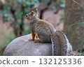 Squirrel eating a nut 132125336