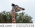 Giraffe to eat food 132125338