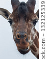 Giraffe  132125339
