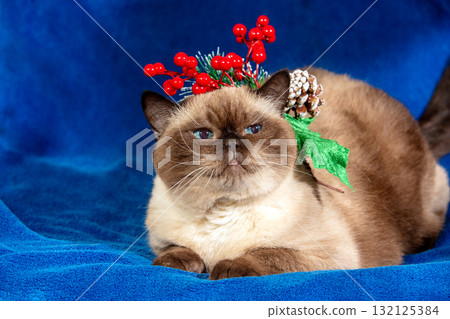 Cute cat with Christmas wreath sitting on soft royal-blue blanket Cute cat with Christmas wreath sitting on soft royal-blue blanket 132125384