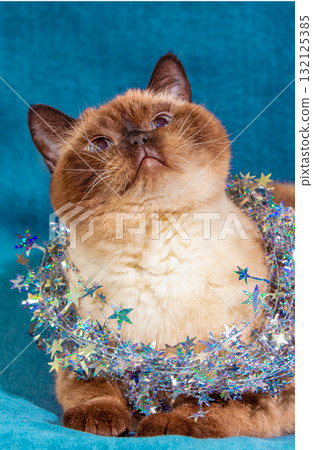 Funny chocolate colorpoint cat wrapped in glitter Christmas garland lying on a soft blue blanket. Christmas concept. Vertical photo Funny chocolate colorpoint cat wrapped in glitter Christmas garland lying on a soft blue blanket. Christmas concept. Vertical photo 132125385