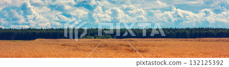 View of a wheat field with beautiful sky. Panorama 132125392