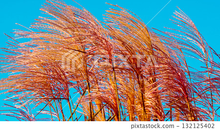 Miscanthus grass against the clear blue sky. Nature background 132125402