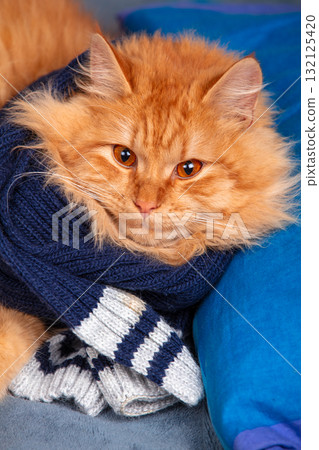 Portrait of a cute red long hair cat in a blue knitting scarf. Vertical photo Portrait of a cute red long hair cat in a blue knitting scarf. Vertical photo 132125420