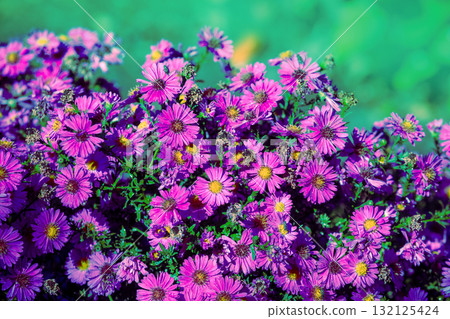 Flowering Aster amellus in the garden in autumn. Flowers nature background 132125424