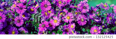 Flowering Aster amellus in the garden in autumn. Floral nature background. Horizontal banner Flowering Aster amellus in the garden in autumn. Floral nature background. Horizontal banner 132125425