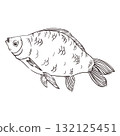 A crucian carp, a river fish, hand-drawn in ink and converted into vector. The illustration is suitable for printing on fishing products, decorating fishing stores, coloring books, and books. 132125451