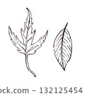 Set of vector illustrations of autumn leaves, maple leaf, chestnut leaf. All objects are hand-drawn in ink and converted into vector. Perfect for printing on fabric, paper, for design. 132125454