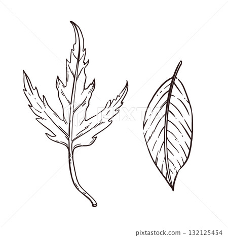 Set of vector illustrations of autumn leaves, maple leaf, chestnut leaf. All objects are hand-drawn in ink and converted into vector. Perfect for printing on fabric, paper, for design. 132125454