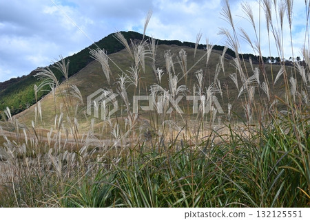 October, Nara Soni Plateau, landscape with Japanese pampas grass 132125551