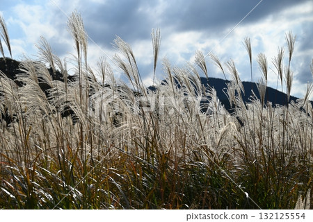 October, Nara Soni Plateau, Japanese pampas grass swaying in the autumn breeze October, Nara Soni Plateau, Japanese pampas grass swaying in the autumn breeze 132125554