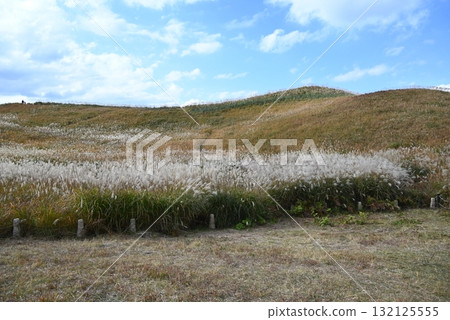 October, Nara Soni Plateau, Japanese pampas grass swaying in the autumn breeze 132125555