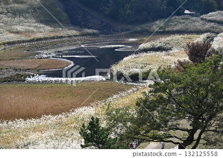十月，奈良曾爾高原，燈光下的蒲葦與池塘 132125558