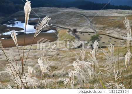October, Nara Soni Plateau, Japanese pampas grass swaying in the wind October, Nara Soni Plateau, Japanese pampas grass swaying in the wind 132125564